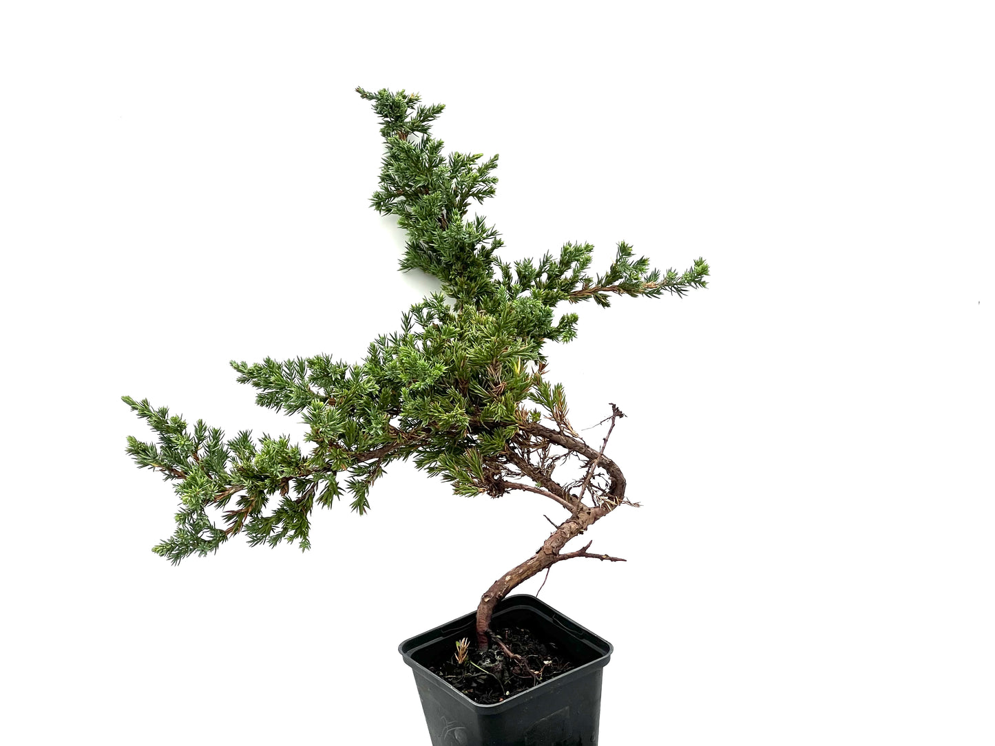 Juniperus Procumbens Kishiogima