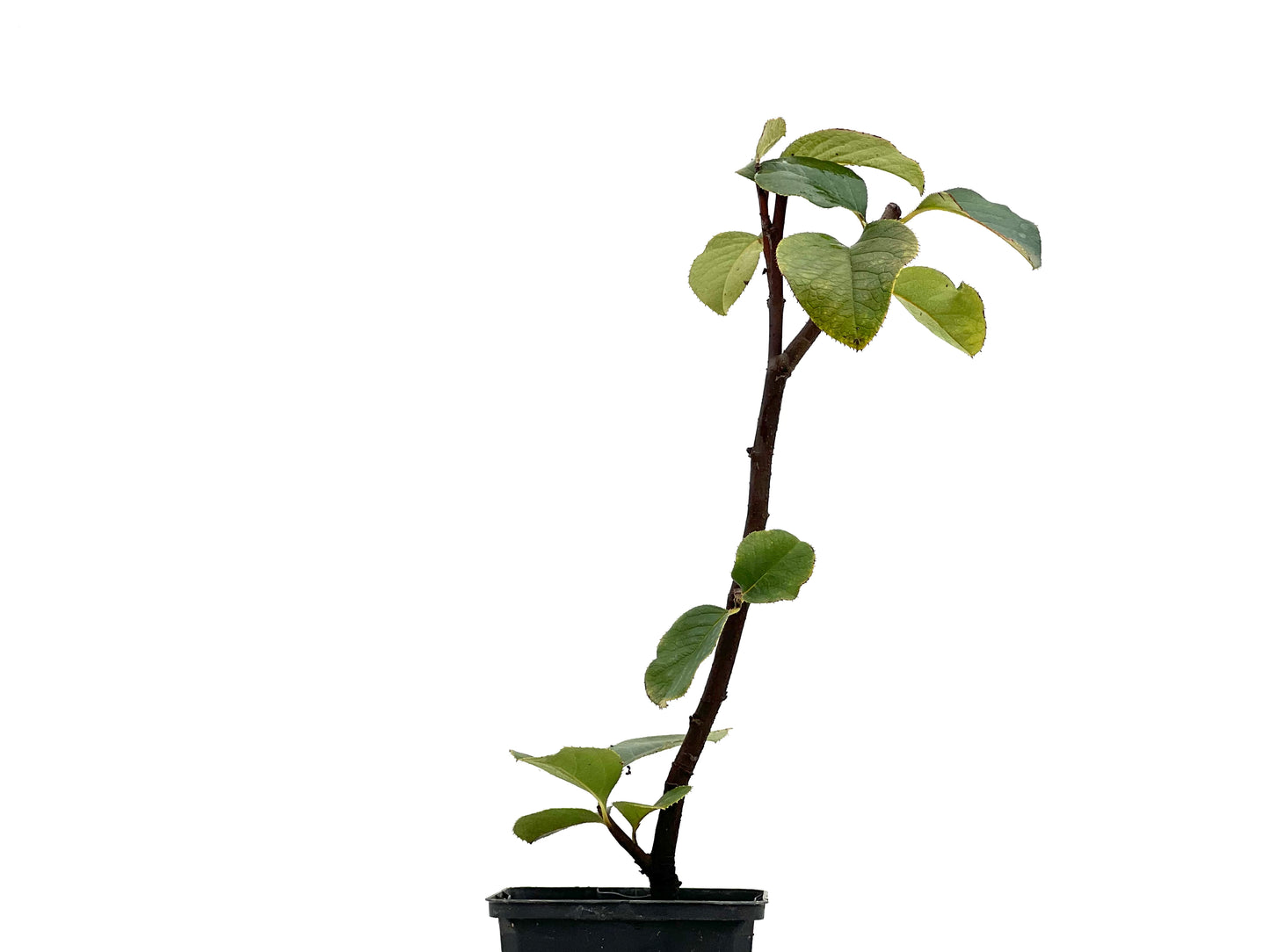 Pseudocidonia Sinensis