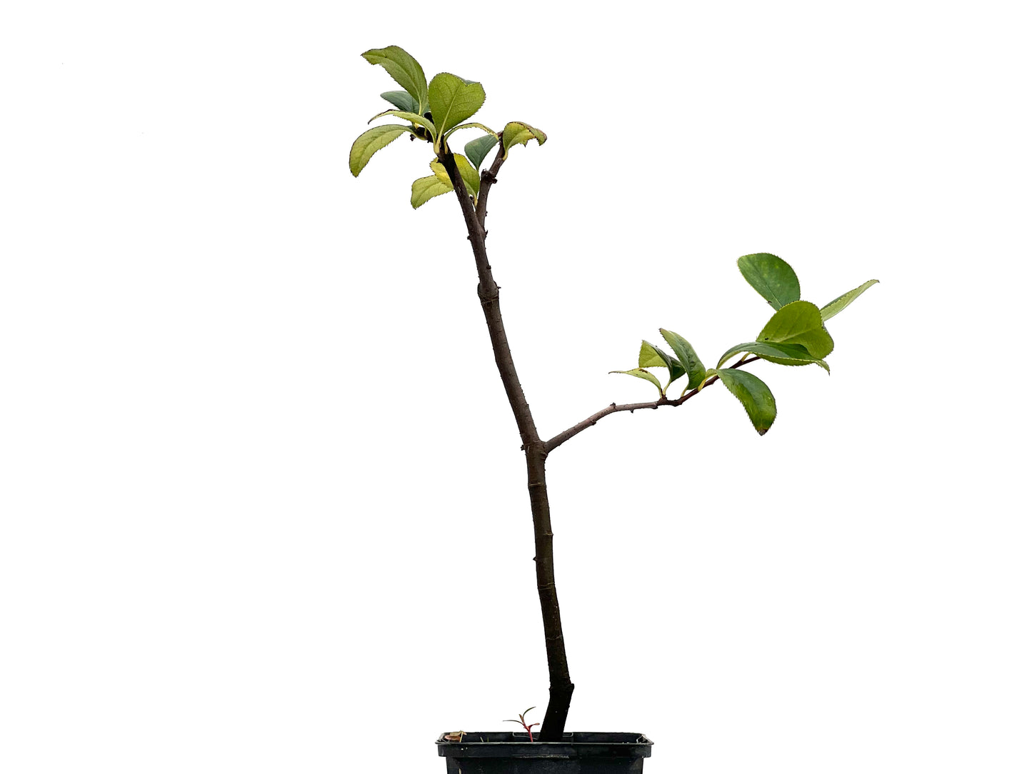 Pseudocidonia Sinensis