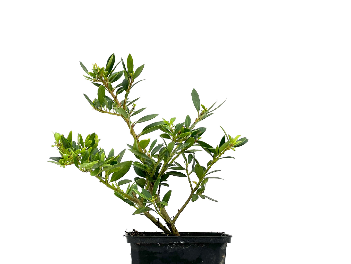 Ilex Crenata