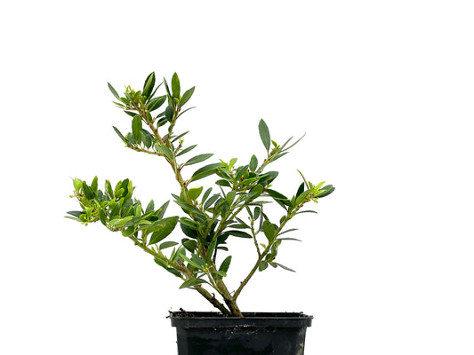 Ilex Crenata