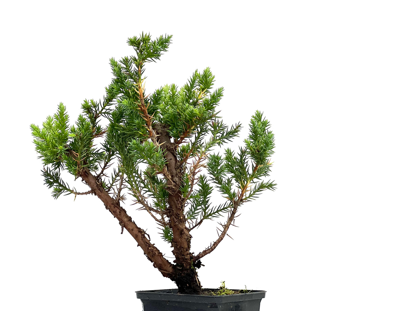 Juniperus Chinensis San José