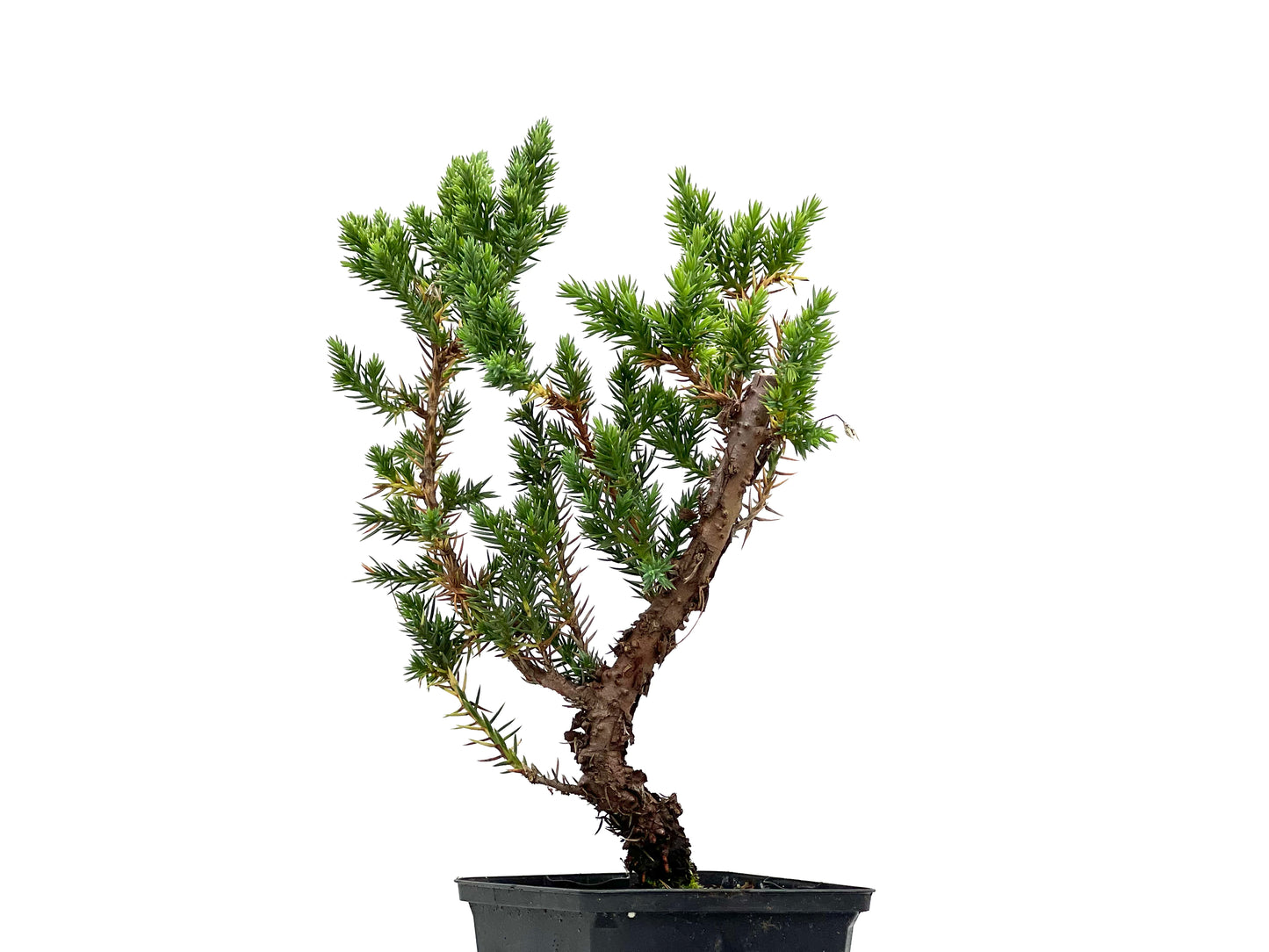 Juniperus Chinensis San José