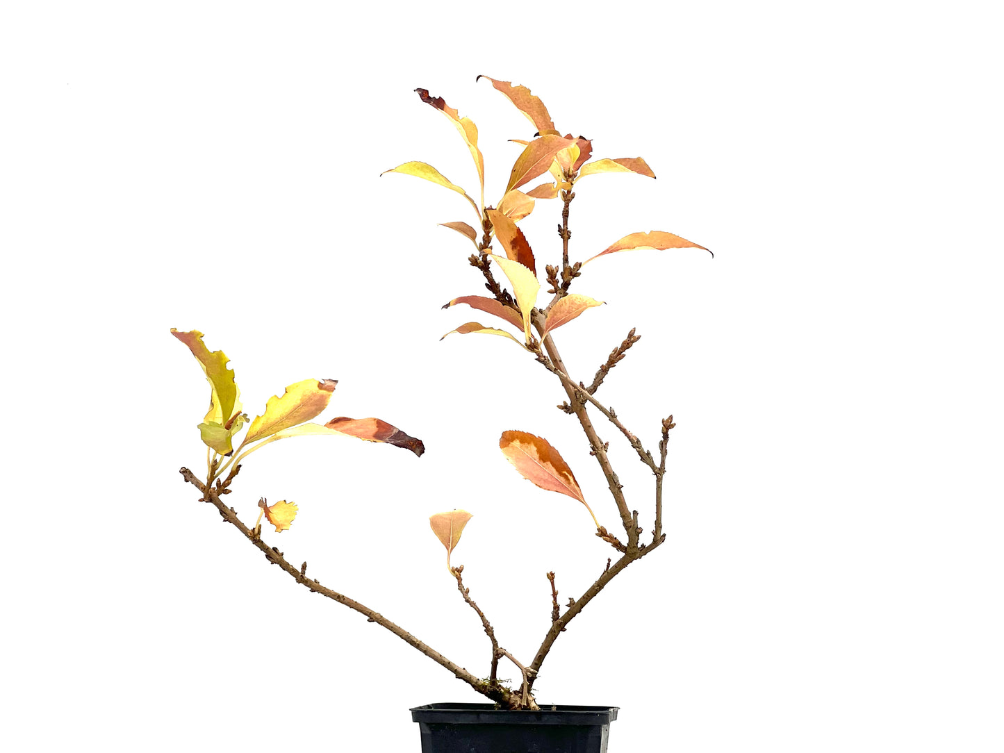 Forsythia