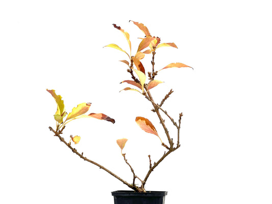 Forsythia