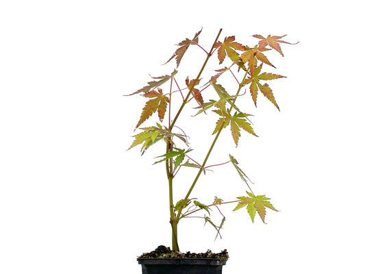 Arce Palmatum Orange Dream
