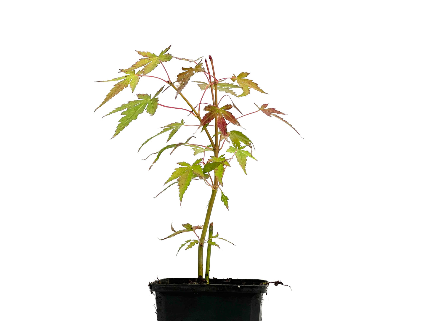 Arce Palmatum Orange Dream