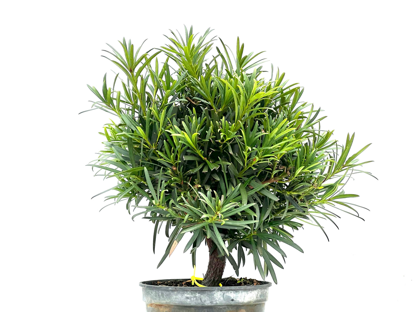 Podocarpus Microphyllus 1560