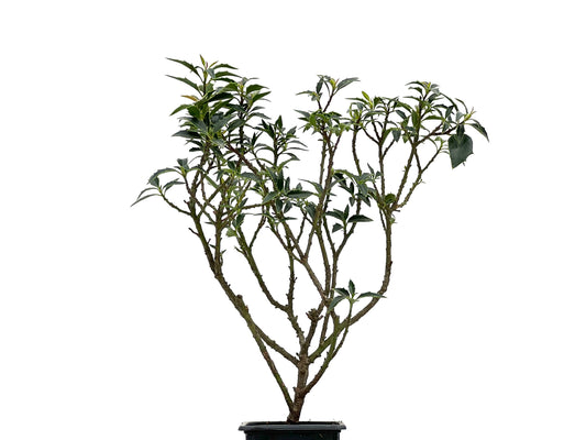 Ilex Myrtifolia