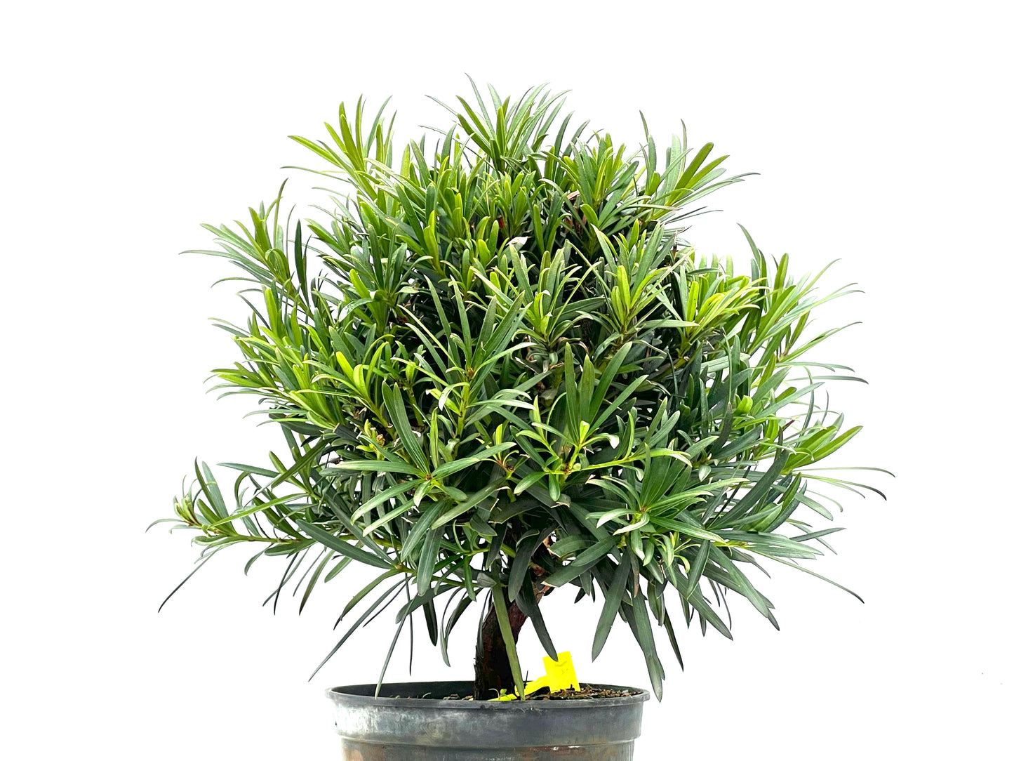 Podocarpus Microphyllus 1560