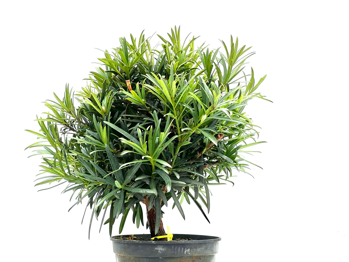 Podocarpus Microphyllus 1560