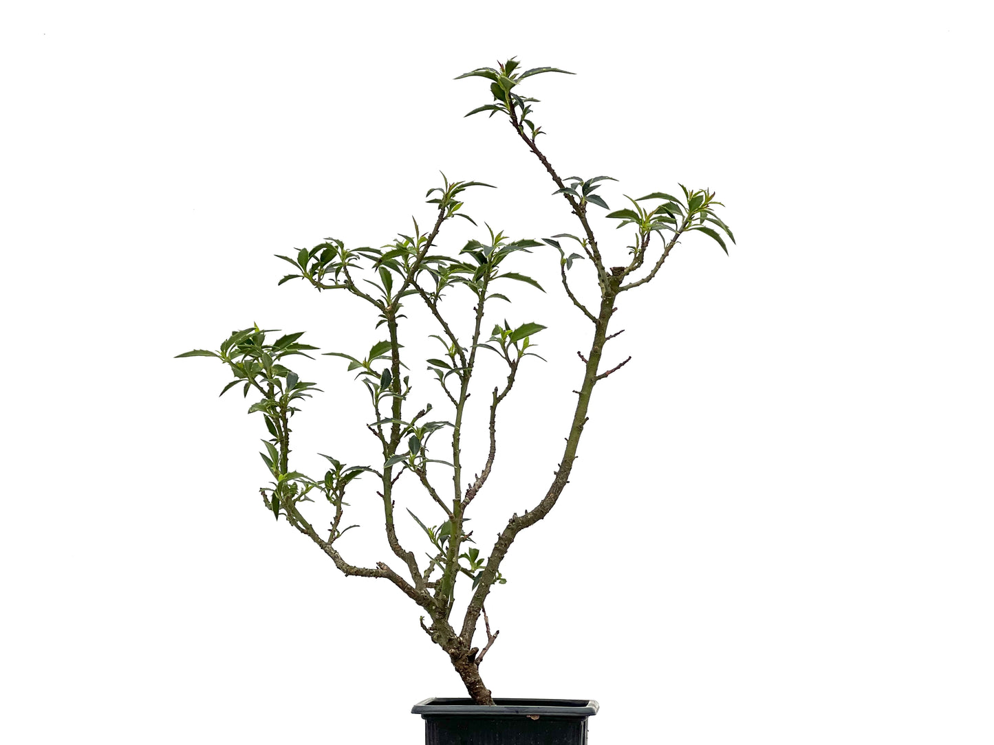 Ilex Myrtifolia