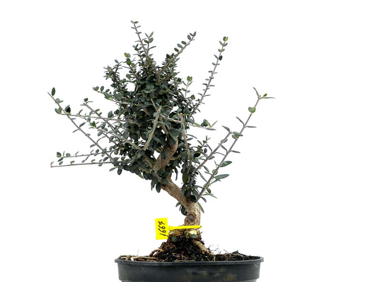 Olea Europaea Sylvestris 1667