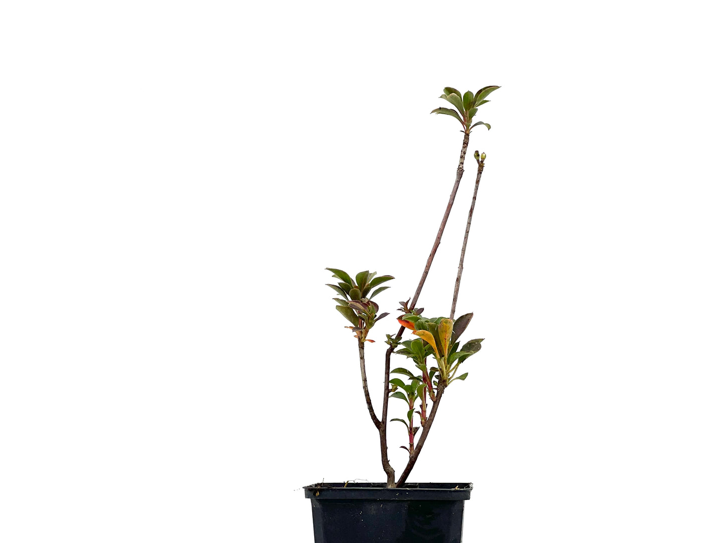 Enkianthus Campanulatus