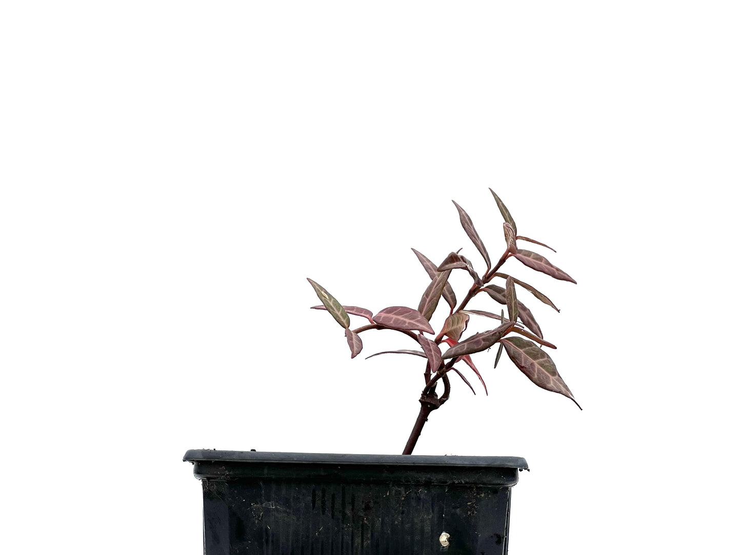 Trachelospermum Asiaticum