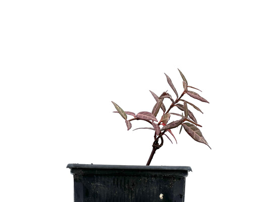 Trachelospermum Asiaticum