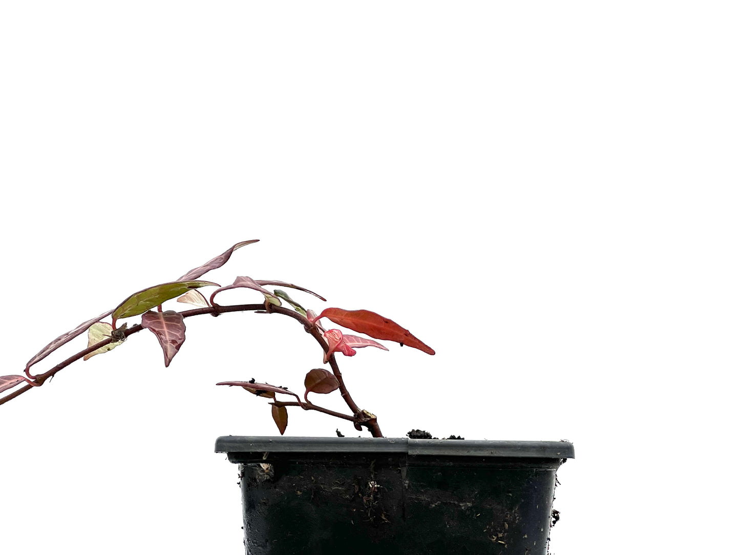 Trachelospermum Asiaticum