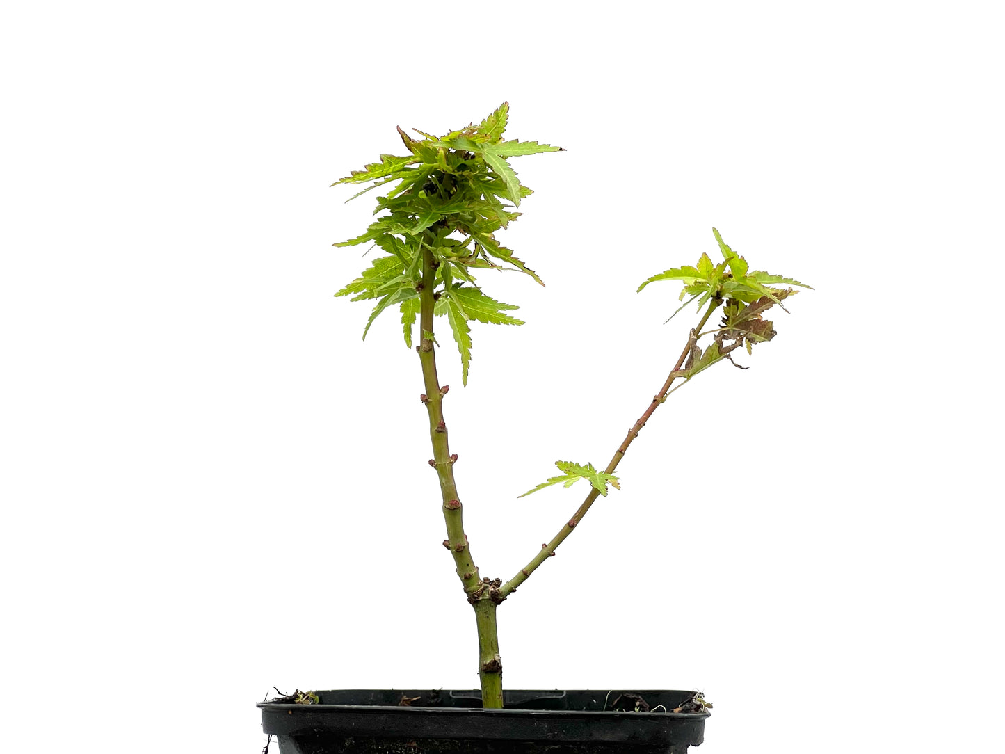 Acer Palmatum Shishigashira