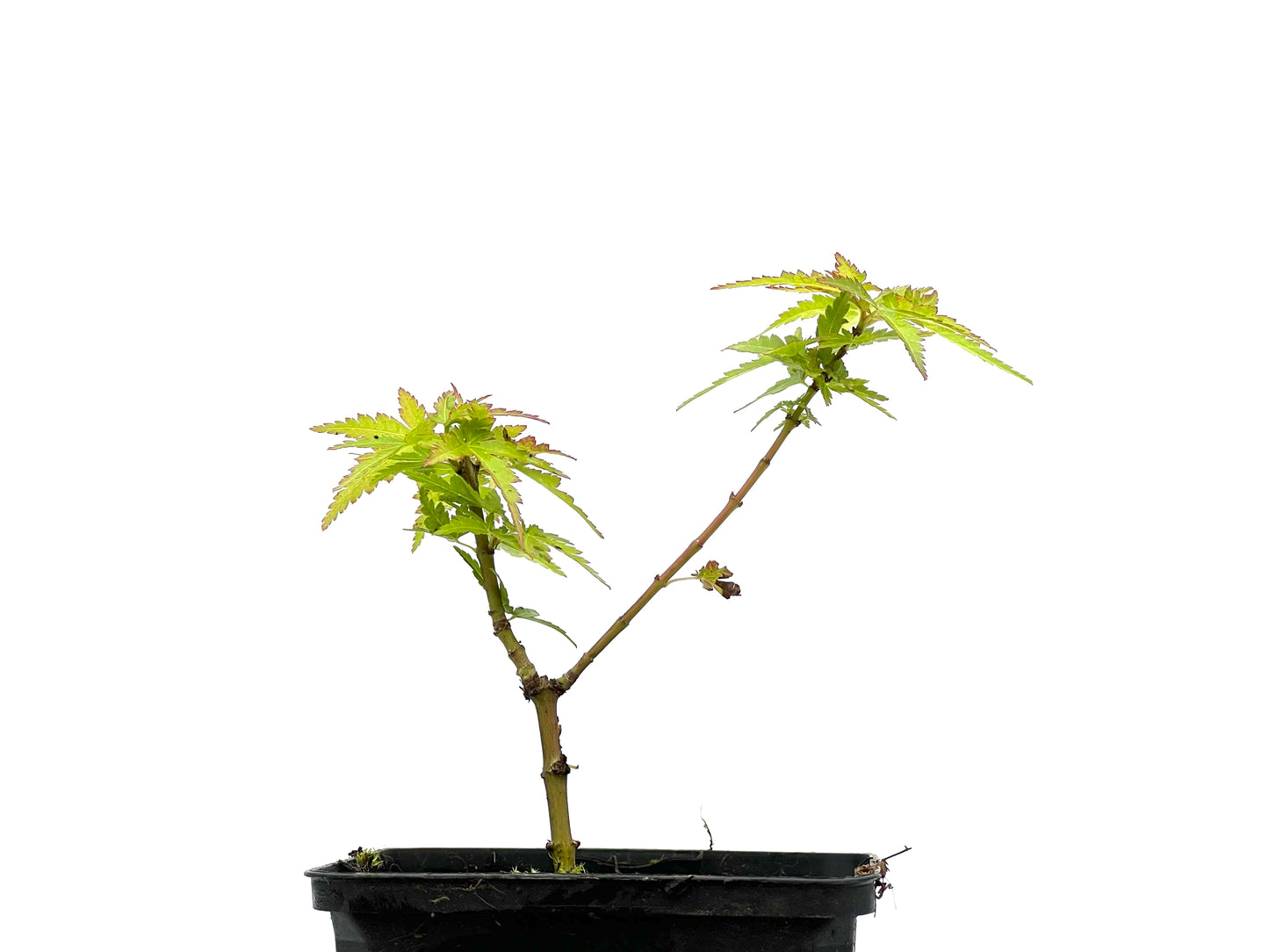 Acer Palmatum Shishigashira