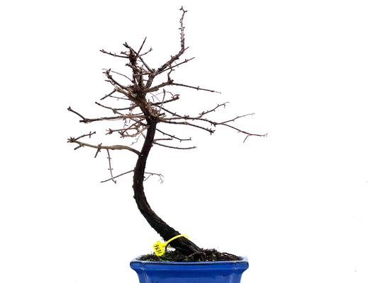 Metasequoia 1676