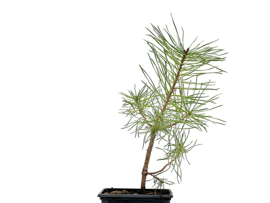Pinus Sylvestris