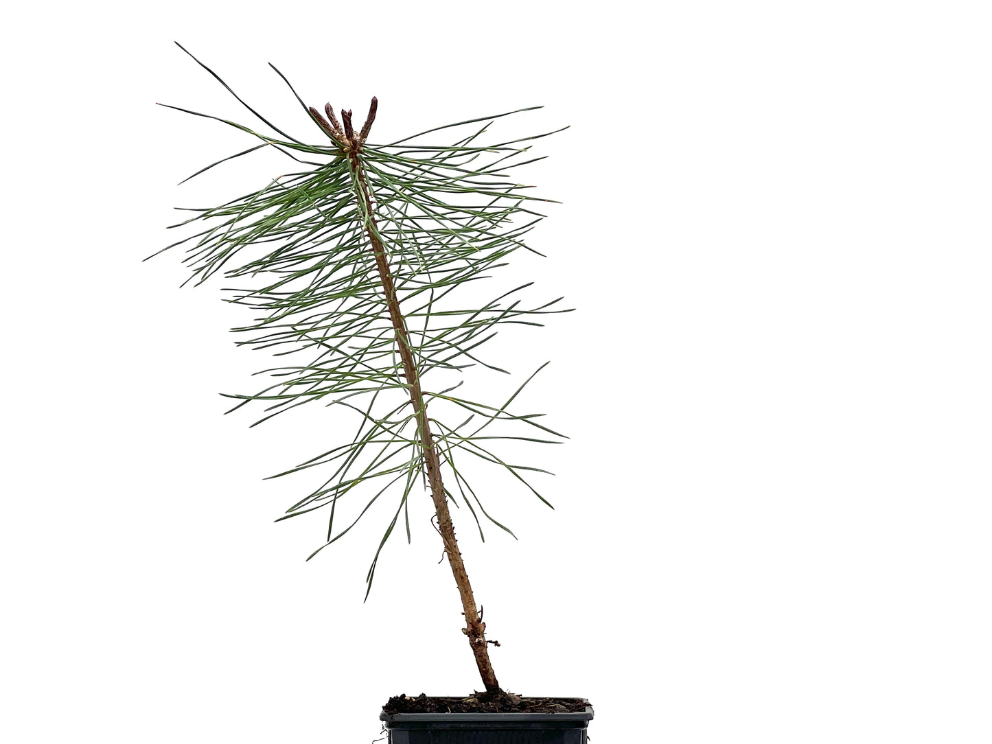 Pinus Sylvestris