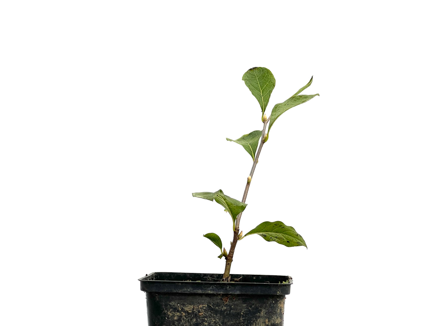 Diospyros Rhombifolia