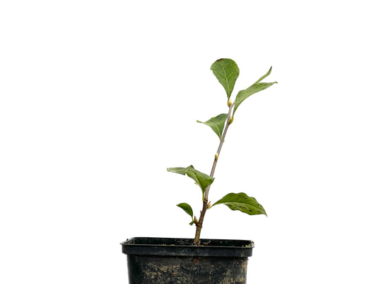 Diospyros Rhombifolia