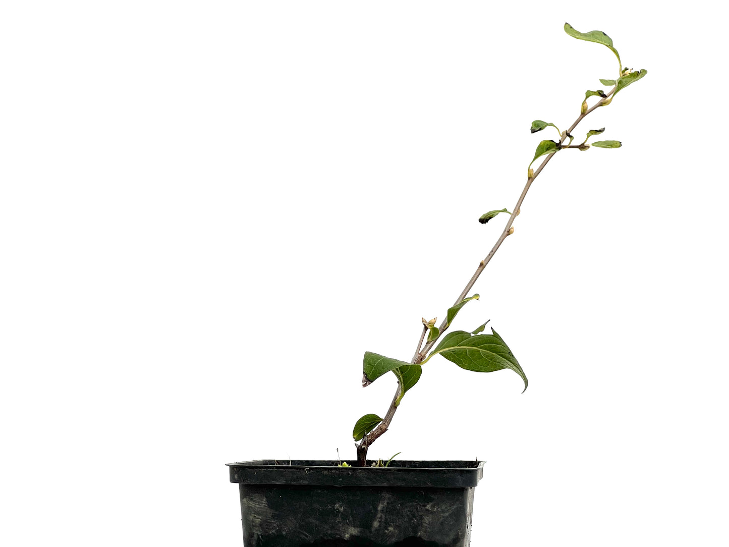 Diospyros Rhombifolia