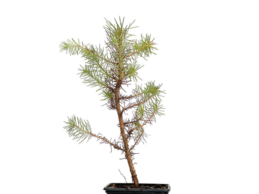 Pinus Pinea