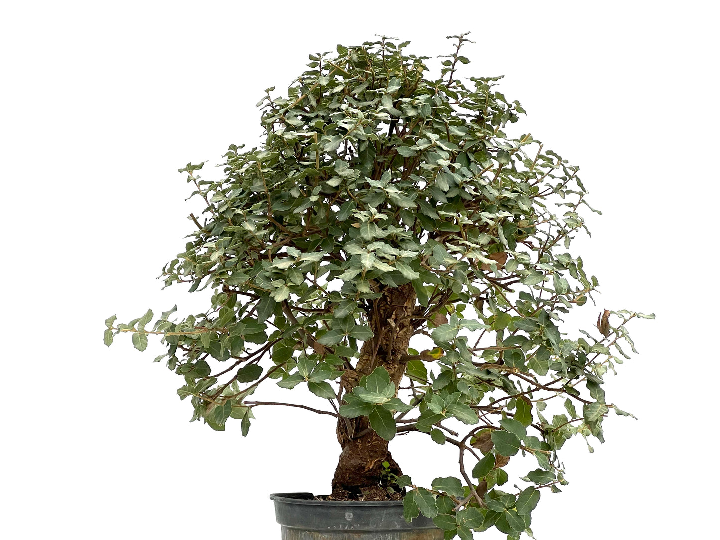 Quercus Suber 2863
