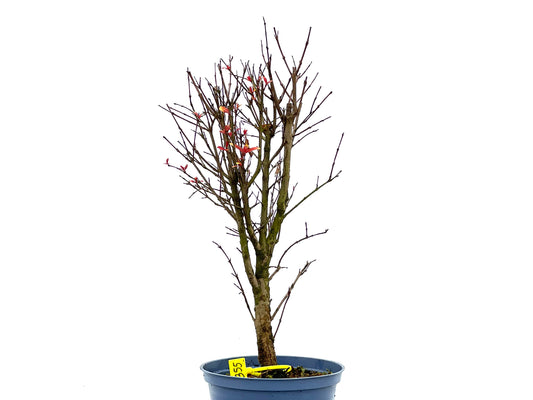 Punica Granatum Nana 1355