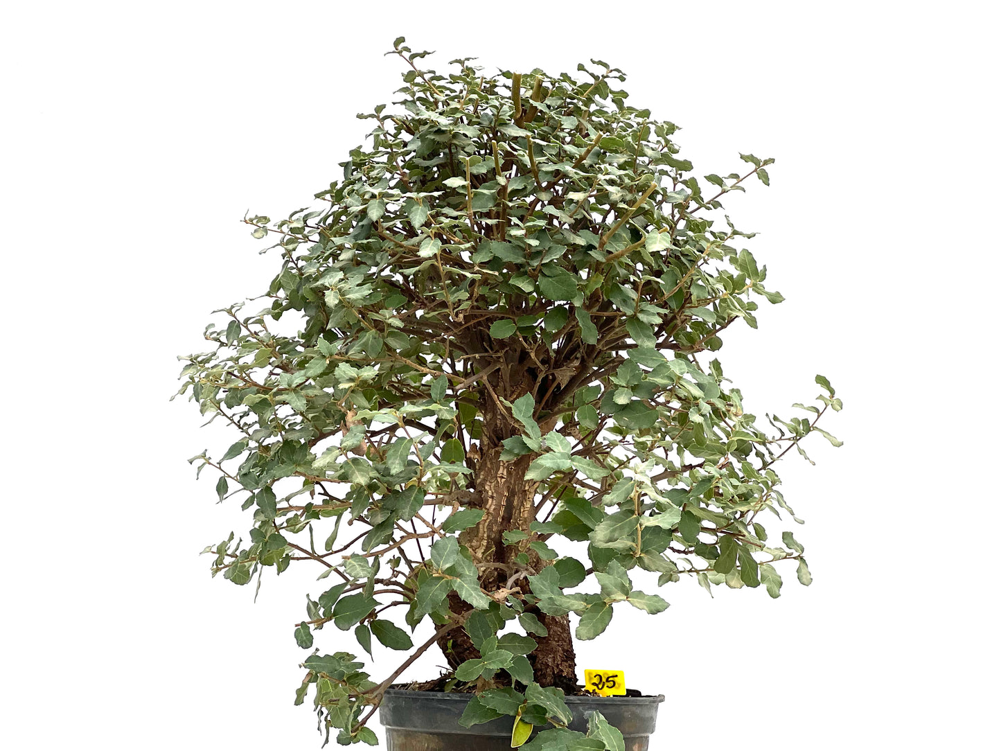 Quercus Suber 2863