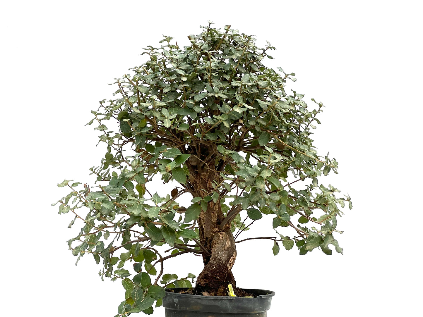 Quercus Suber 2863