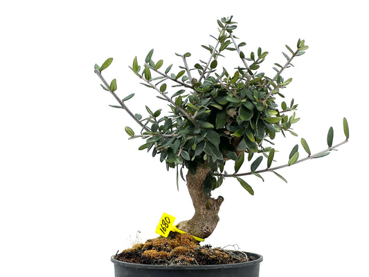Olea Europaea Sylvestris 1680