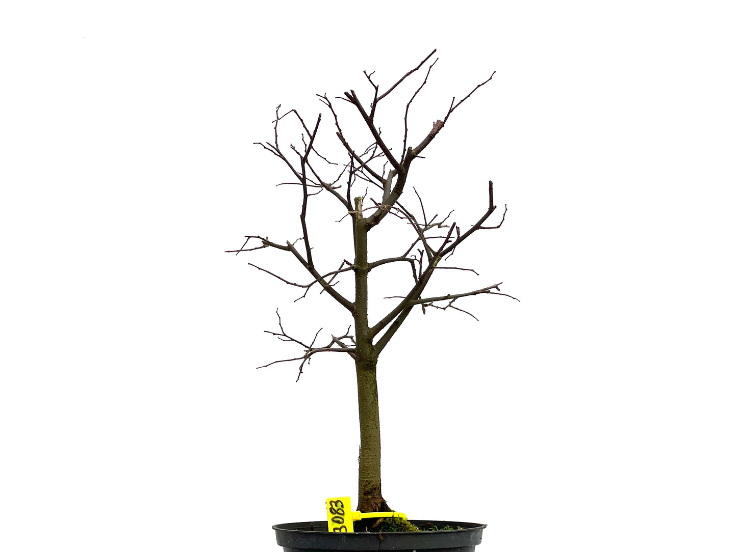 Celtis Australis 3083