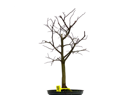 Celtis Australis 3083