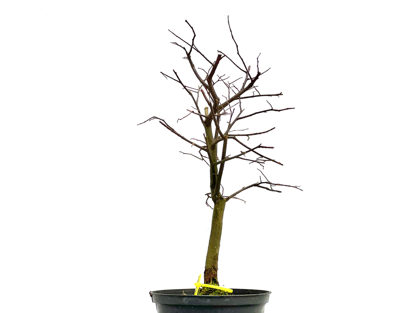 Celtis Australis 3083