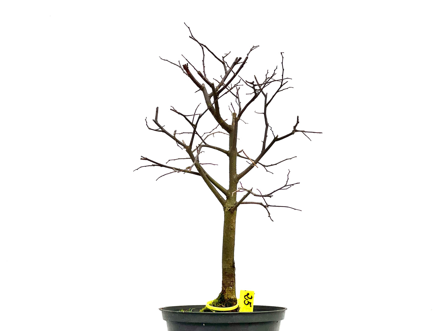 Celtis Australis 3083