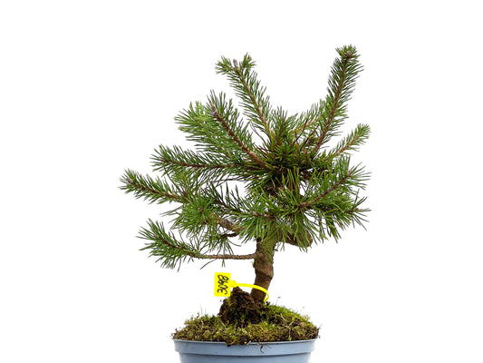 Pinus Sylvestris 3098