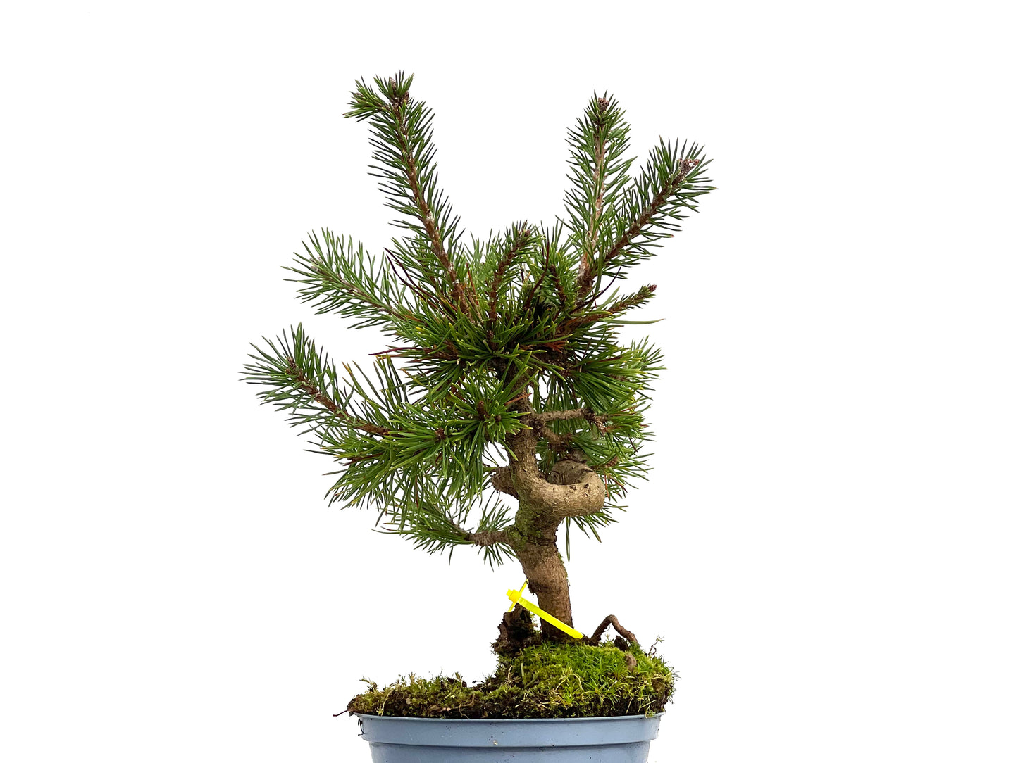 Pinus Sylvestris 3098