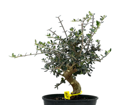 Olea Europaea Sylvestris 1659