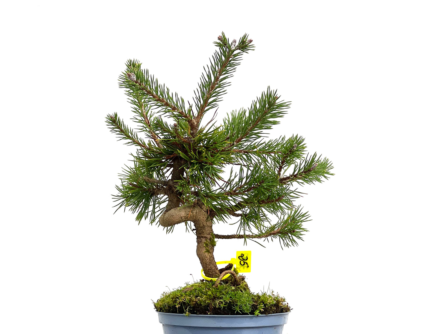 Pinus Sylvestris 3098