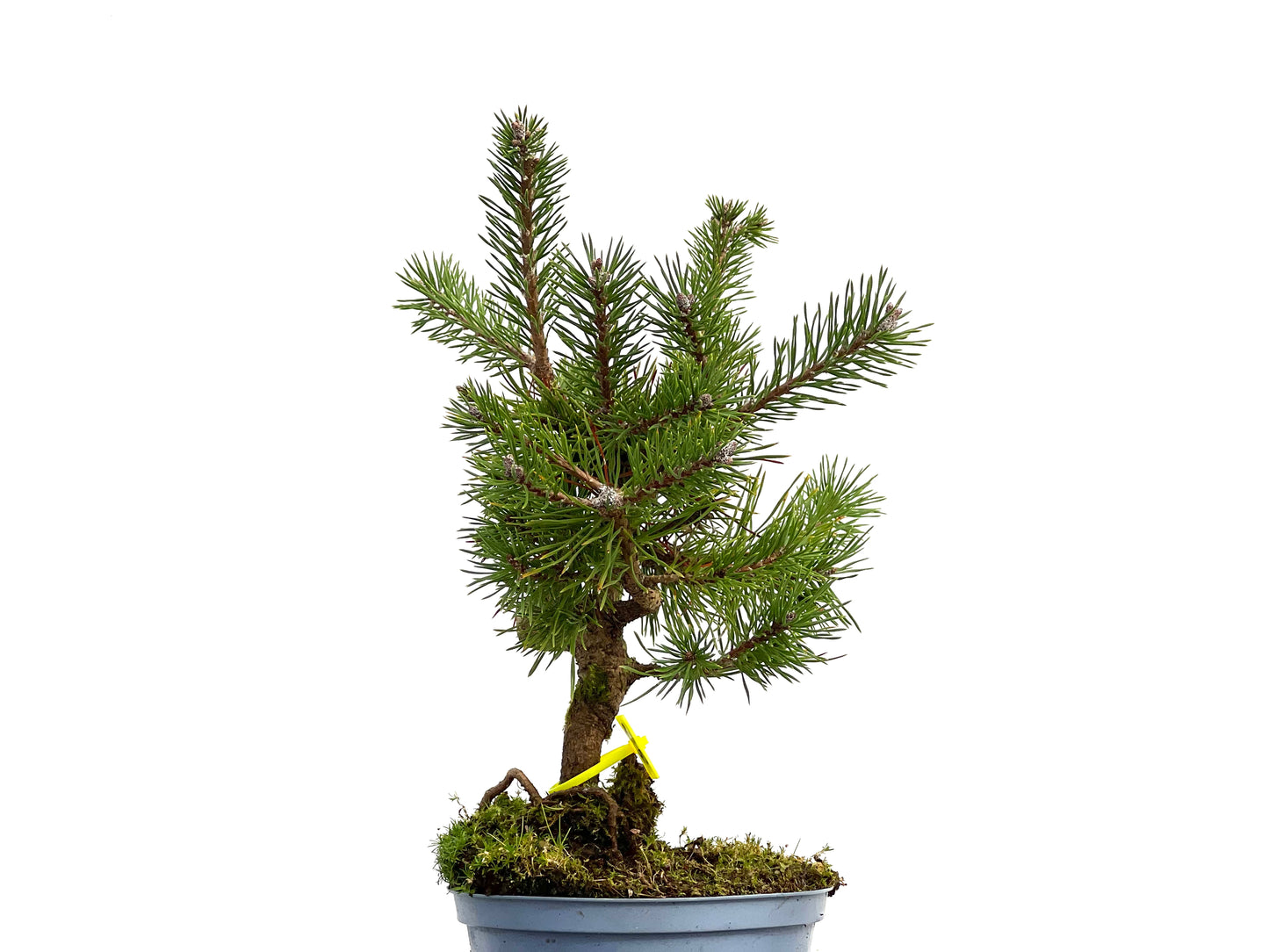 Pinus Sylvestris 3098