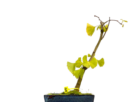 Ginkgo Biloba 3091