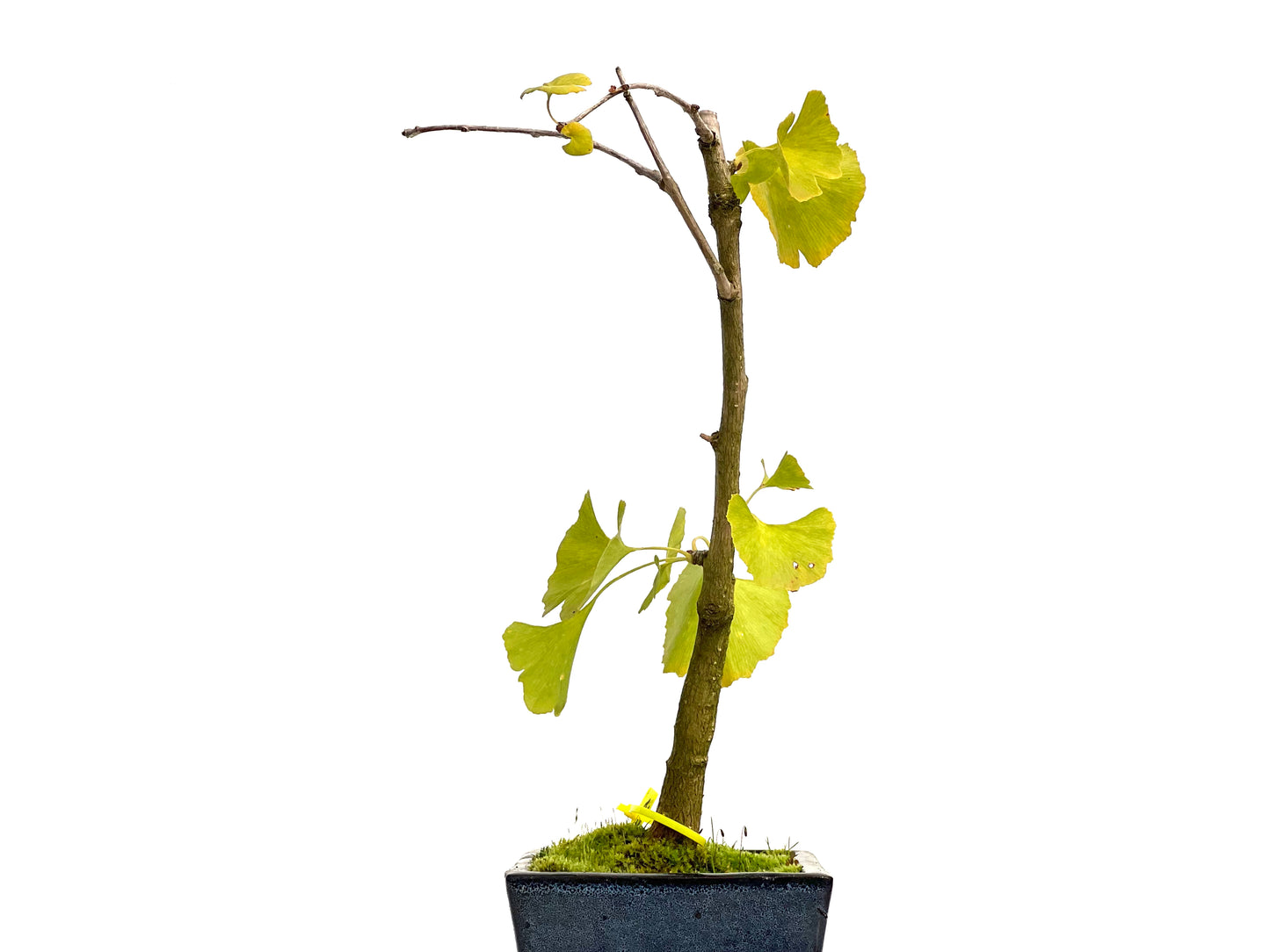 Ginkgo Biloba 3091