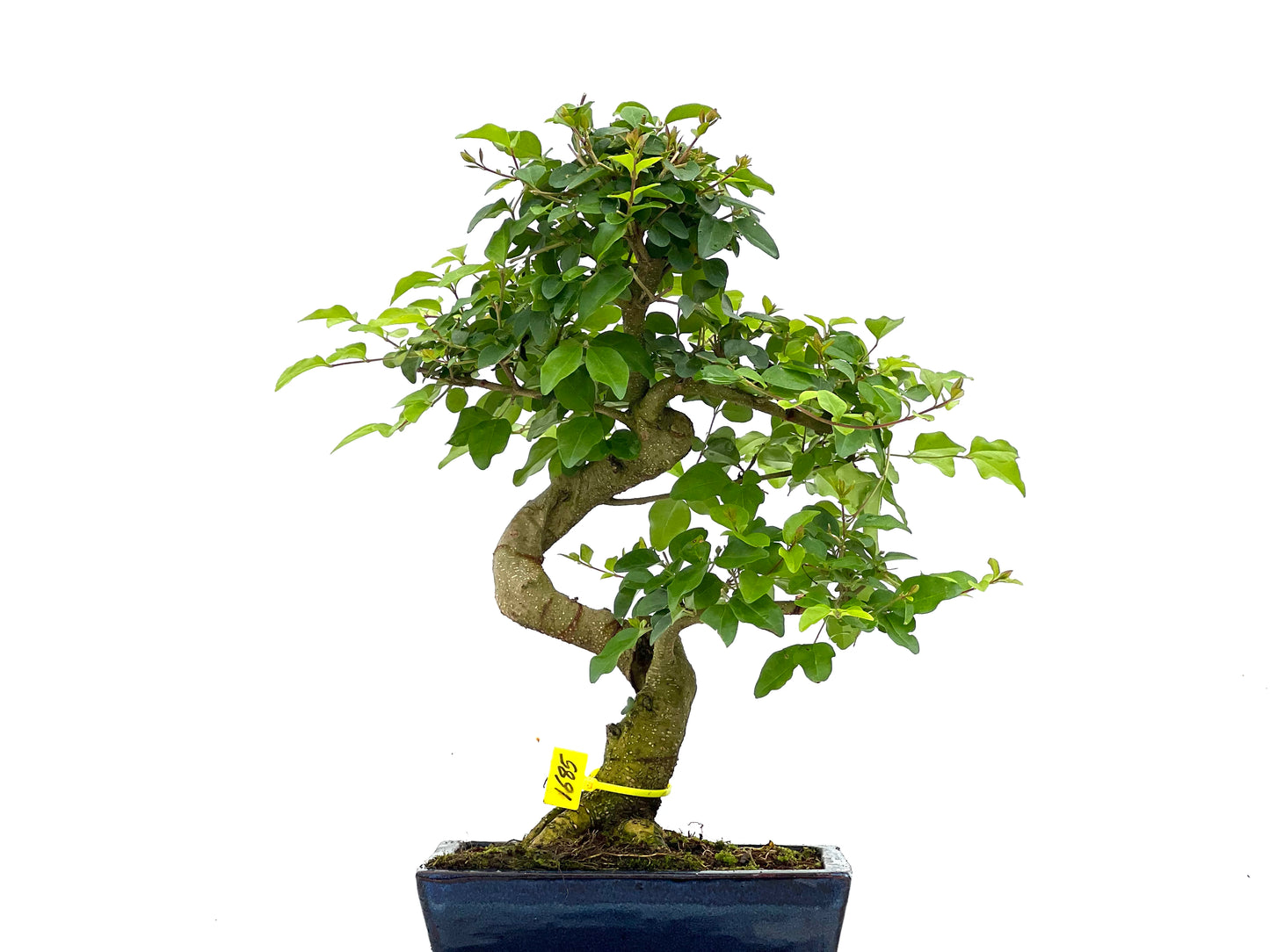 Ligustrum Sinensis 1685
