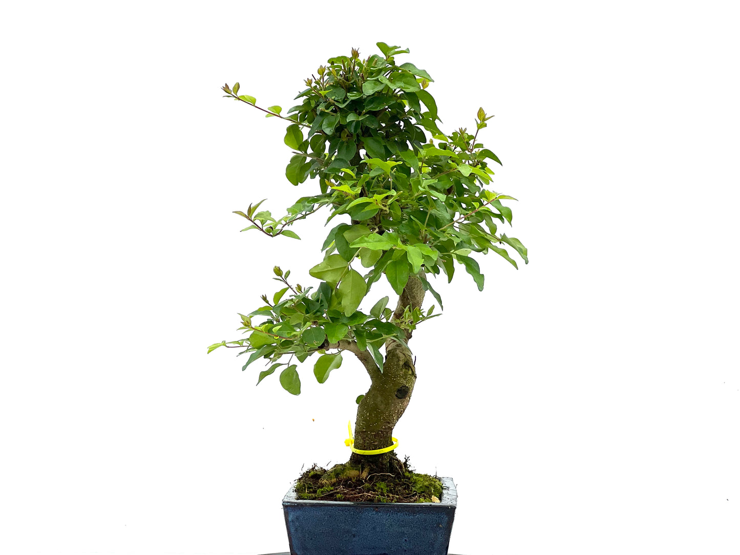 Ligustrum Sinensis 1685