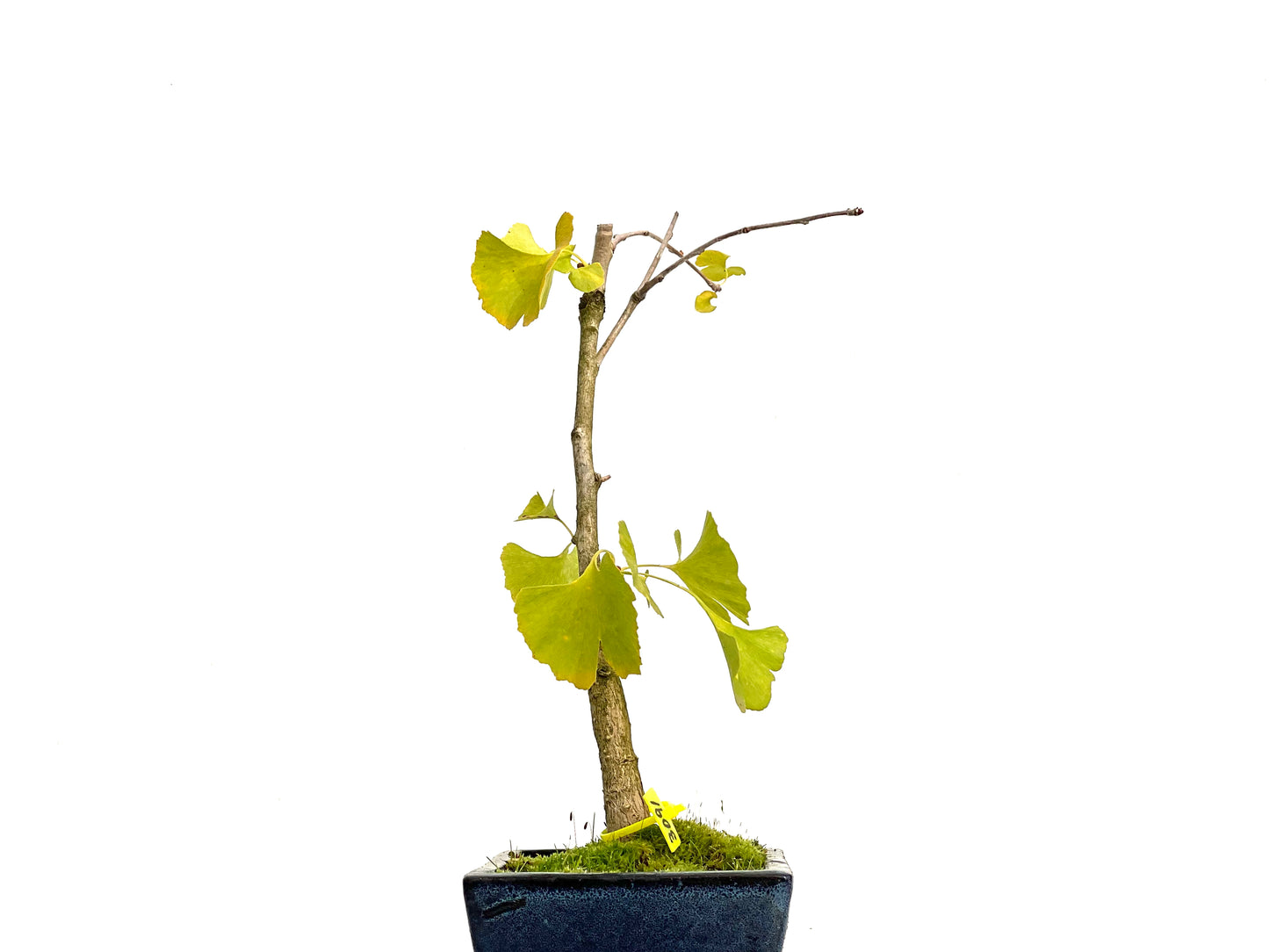 Ginkgo Biloba 3091