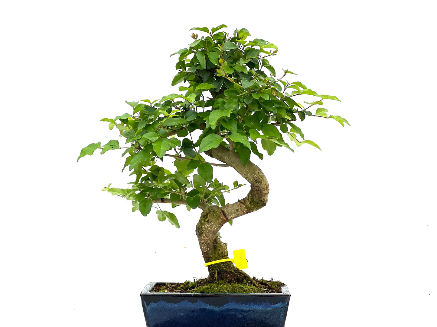 Ligustrum Sinensis 1685